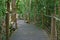 Walking trail wooden platform at Kuranda Rainforest