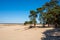 Walking trails in Dutch national park with yellow sandy dunes, pine tree forest and dried old desert plants