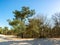 Walking trails in Dutch national park with yellow sandy dunes, pine tree forest and dried old desert plants