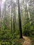 Walking through the trails of pacific spirit regional park