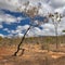 Walking tree soil erosion by overgrazing