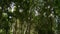 Walking through tropical forest under the shade of green trees. POV shot.