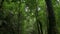 Walking through the tropical rainforest surrounded by dense green plants during rainy season.