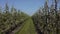 Walking between two rows of fruit trees in bloom in a pear orchard