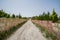 Walking unpaved rough sand road through stone brick low wall among landscape of dried and green ancient red valley with clear sky