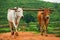 Walking village cows at lambasing