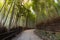 Walking walk leading to Bamboo jungle