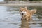 Walking in the water Pomeranian