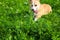 Walking Welsh Corgi Pembroke dog