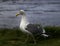 Walking Western Gull