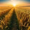 A walking in a wheat field at sunset in nature sense of freedom Illustration