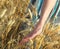 Walking on the wheat land