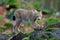 Walking wild cat Eurasian Lynx in green forest