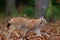 Walking wild cat Eurasian Lynx in orange autumn leaves, forest in background