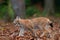 Walking wild cat Eurasian Lynx in orange autumn leaves, forest in background