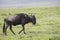 Walking wildebeest, Ngorongoro Crater, Tanzania