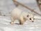 Walking winter Least Weasel