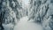 Walking in winter snowy forest with tall spruce and pine trees covered with snow