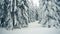 Walking in winter snowy forest with tall spruce and pine trees covered with snow.