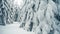 Walking in winter snowy forest with tall spruce and pine trees covered with snow.