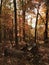 Walking in the Woods in the Fall in Georgia with Chesapeake Bay Retreiver