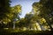 Walking in woods, view on green summer forests trees