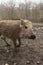 Walking young boar feral pig youngen rookie in organic petting f