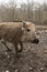 Walking young boar feral pig youngen rookie in organic petting farm