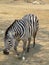 Walking zebra