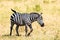 Walking zebra in African savannah. Masai Mara National park, Kenya