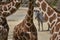 Walking zebra in the background seen through frame created by the neck of giraffes