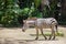 Walking zebra at the zoo