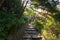 Walkpath and stone stairs in garden