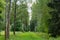 Walkway alley in summer forest. Pathway rural road throught forest