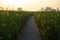 Walkway along canal in rapeseed field at morning