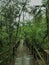 Walkway in Amazon Jungle Iguazu town