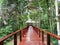 Walkway in the Amazon jungle, Peru