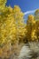 Walkway through aspens in autumn