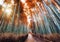 Walkway in autumn bamboo forest shady with sunlight at Arashiyama