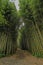 Walkway in a Bamboo Forest