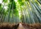 Walkway in bamboo forest shady with sunlight at Arashiyama