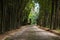 Walkway of bamboo road