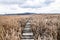 Walkway in bed of dry common reed in marsh in a wildlife reserve.