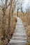 Walkway in bed of dry common reed in marsh in a wildlife reserve.