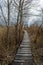 Walkway in bed of dry common reed in marsh in a wildlife reserve.