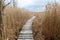 Walkway in bed of dry common reed in marsh in a wildlife reserve.