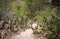 Walkway with cactus plants at Ta-Yai Beach on Koh Larn, Pattaya, Thailand.