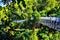 Walkway canopy over The Queen Sirikrit Botanical Garden in Mae Rim Chiangmai