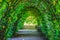 Walkway Covered by Green Leaves