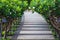 Walkway covered by Plumeria Tree